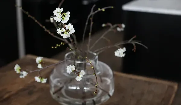 Magiskt vårlyft med körsbärskvistar som blommar inomhus